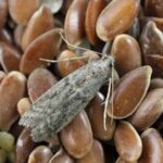 Bobkový list do mouky: забытý trik babiček proti molům a švábům