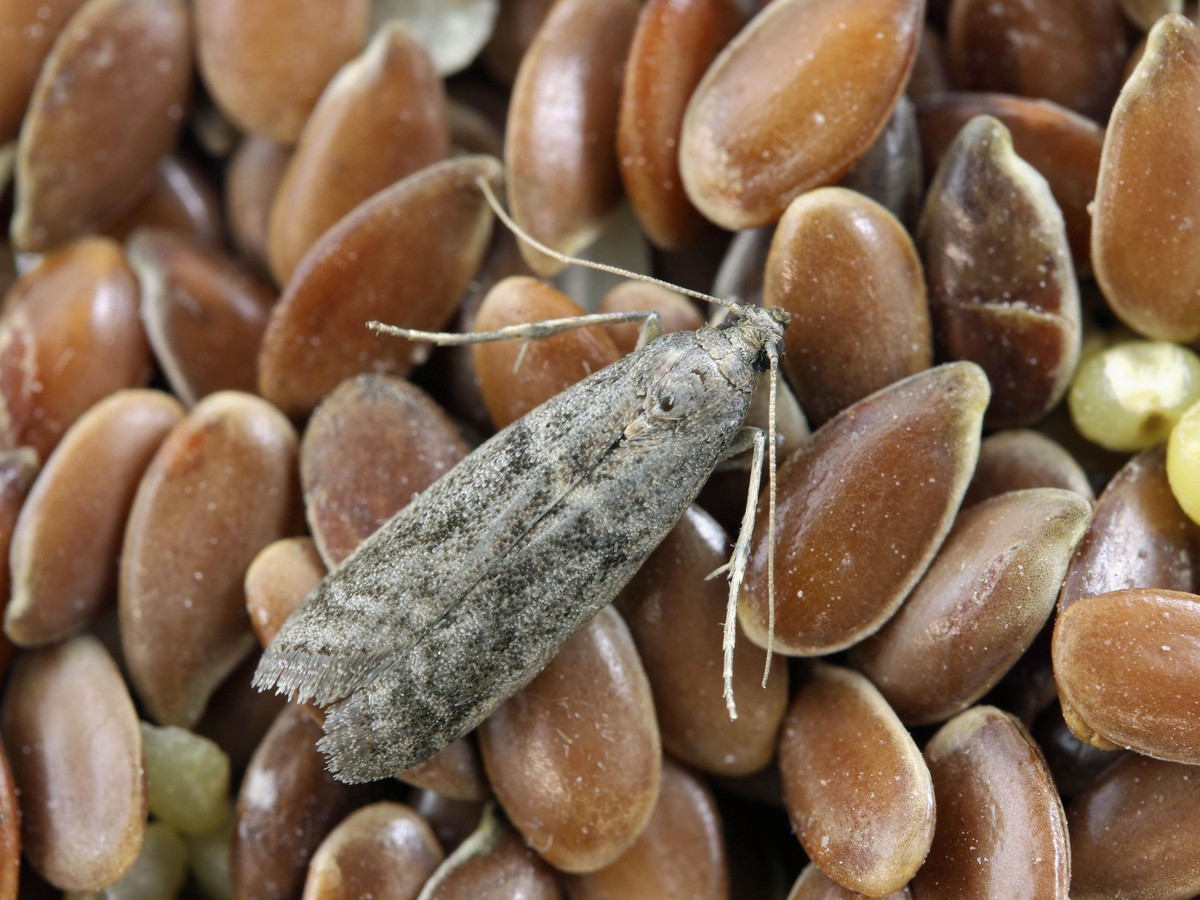 Bobkový list do mouky: забытý trik babiček proti molům a švábům