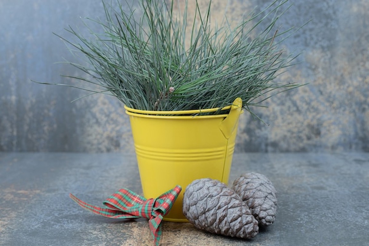 Jak správně připravit pokojové rostliny na zimu bez starostí - image 2