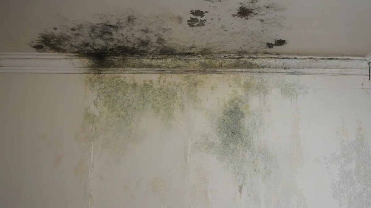 Kefírová bakterie na stěnách: domácí řešení proti plísni - image 1