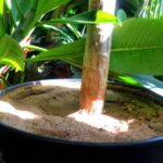 Křemenný písek do květináče: jak se vykoupíte od komárů na balkoně