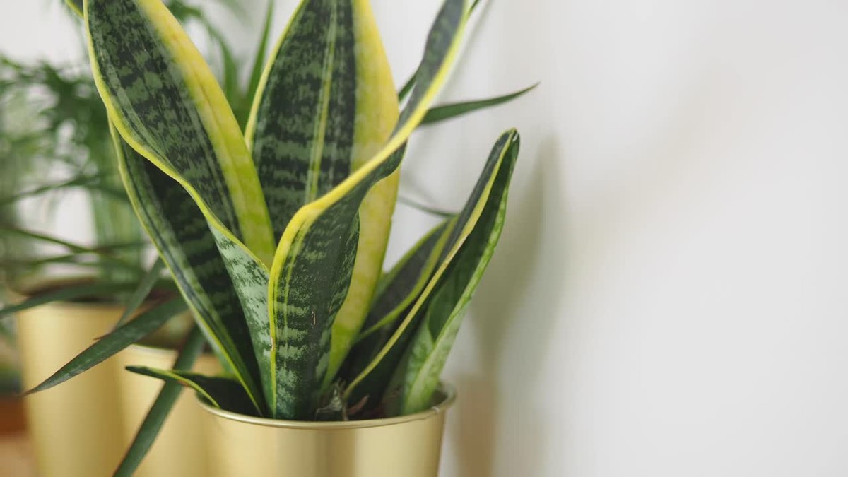 Která rostlina opravdu pomáhá na spánek: přírodní řešení pro vaši ložnici - image 1