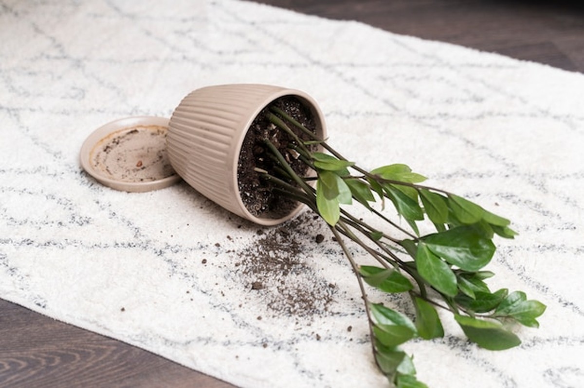 Proč vaše rostliny umírají? Tři chyby, které dělají všichni