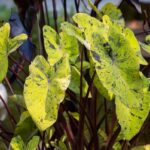 Vaše rostliny umírají? Právě děláte tuto největší chybu