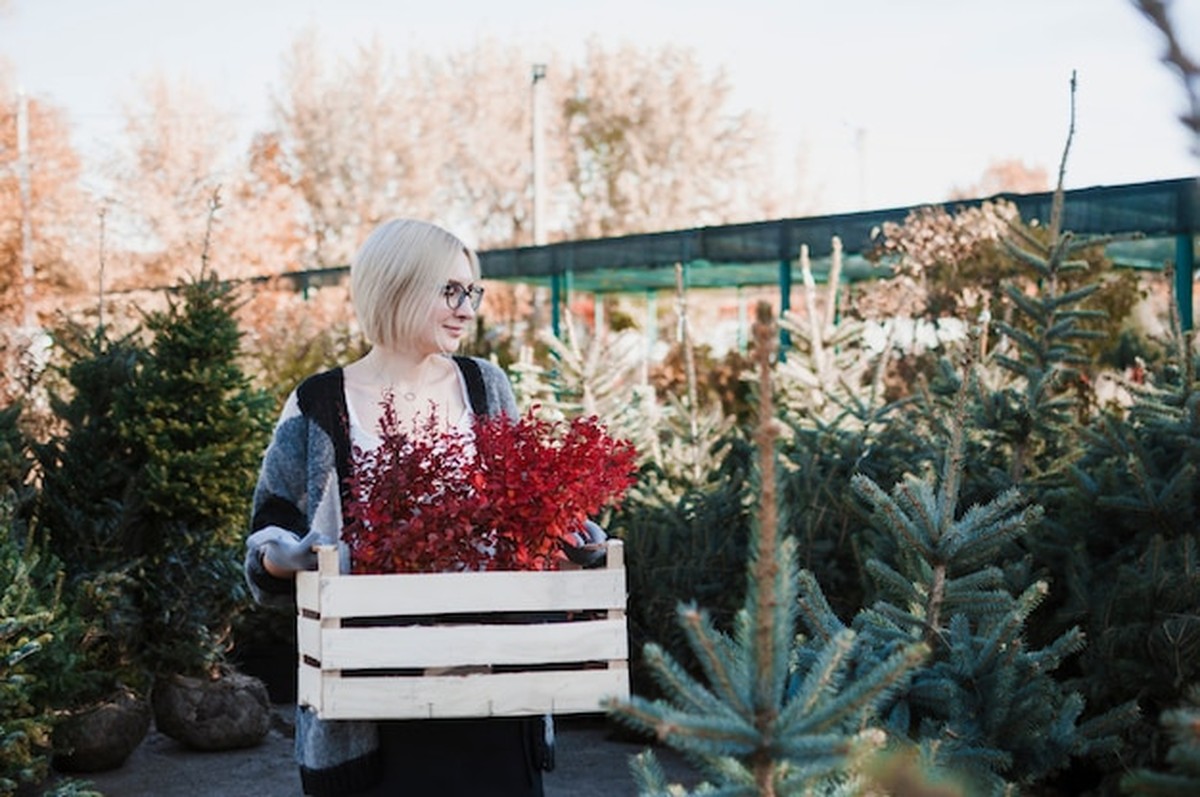 Zahrádka v prosinci: Připrava bez stresovaného víkendu. Stačí 4 kroky - image 1