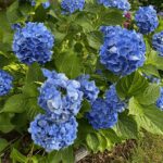 Hřebíky v květináči: Záhada, která zachrání vaše rostliny před chorobami