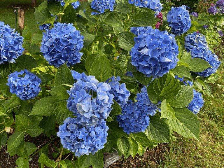 Hřebíky v květináči: Záhada, která zachrání vaše rostliny před chorobami