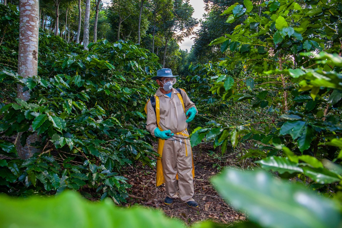 Kofeinový usazenina z kávy místo pesticidů na orchideje - image 1