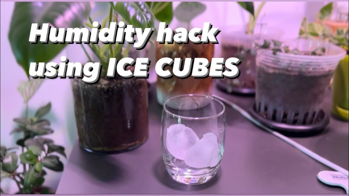 Sirka do květináče mění vlhko v místnosti za tři dny - image 1