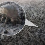 Sůl na kobercích před vysavačem snižuje účinek roztočů