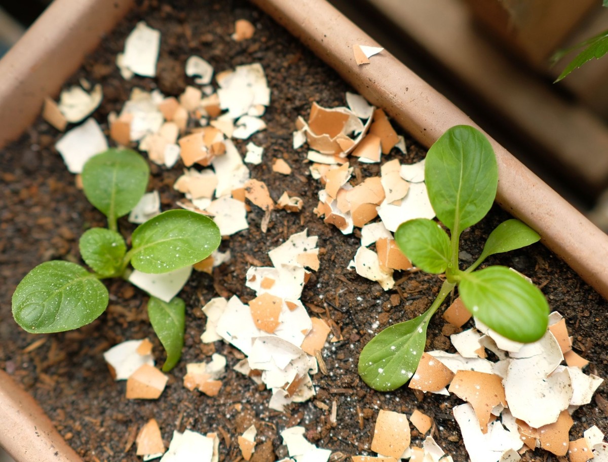 Vaječné skořápky do květináčů: věc, kterou by měl vědět každý zahradník - image 2