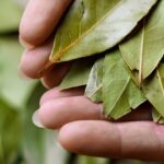 Vložte bobkový list do mouky: staleté triku proti hmyzu se zřídka věří