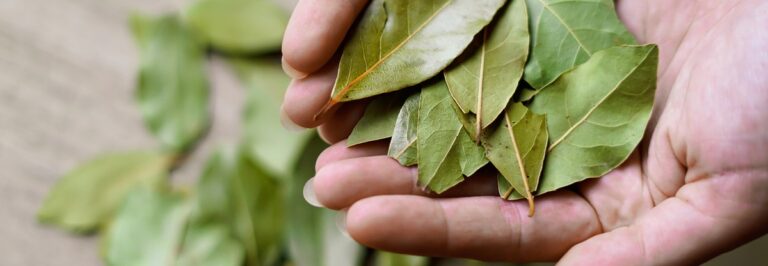 Vložte bobkový list do mouky: staleté triku proti hmyzu se zřídka věří