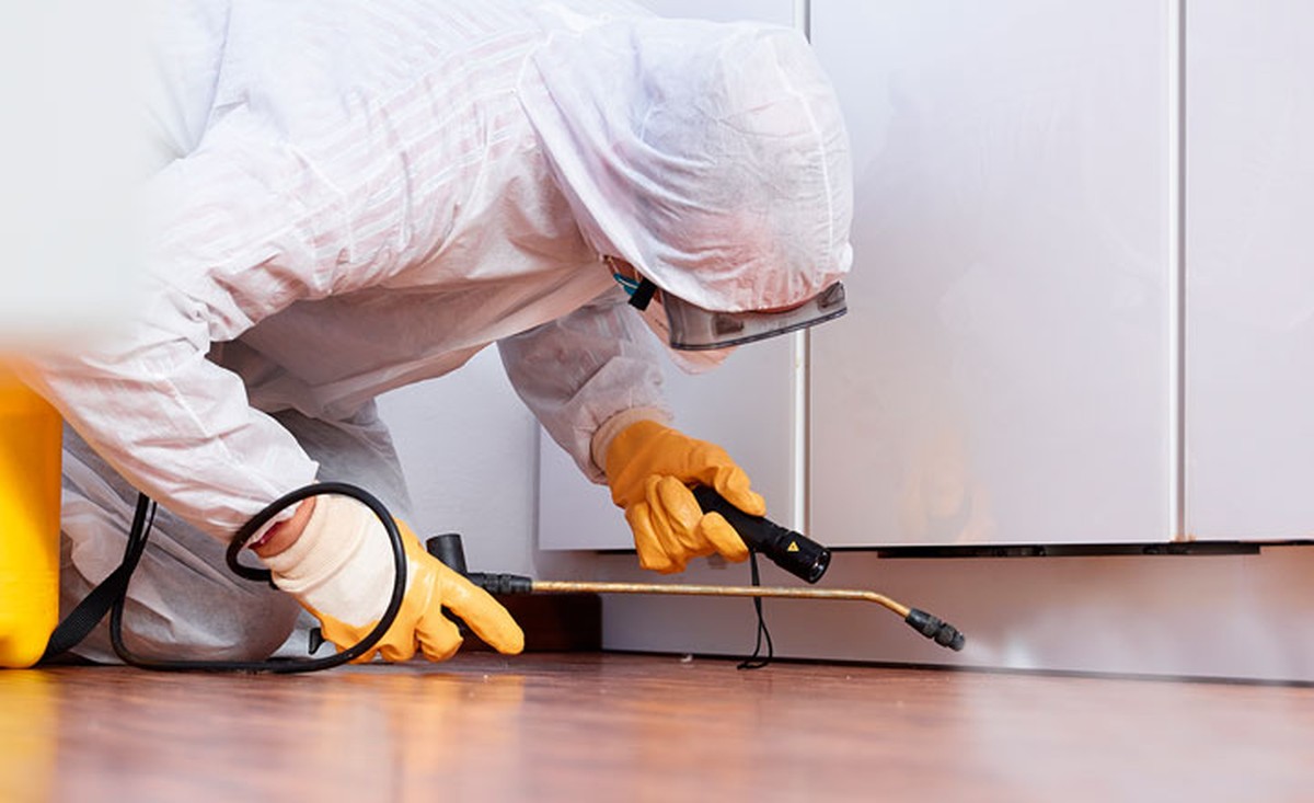 Vložte bobkový list do mouky: starý trik proti molům, který funguje stále - image 2