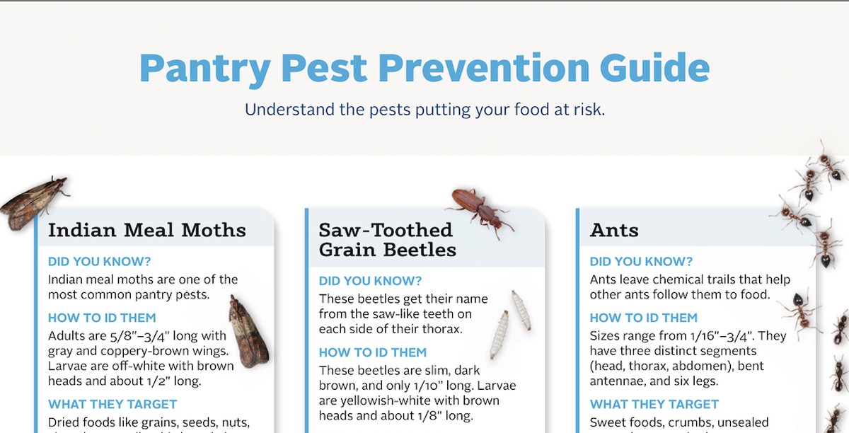 Vložte bobkový list do mouky: trik starý 100 let proti hmyzu - image 2