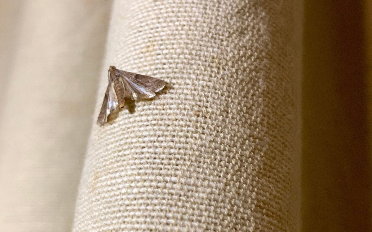 Bobkový list v mouce: 100letý trik proti molům a švábům - image 1