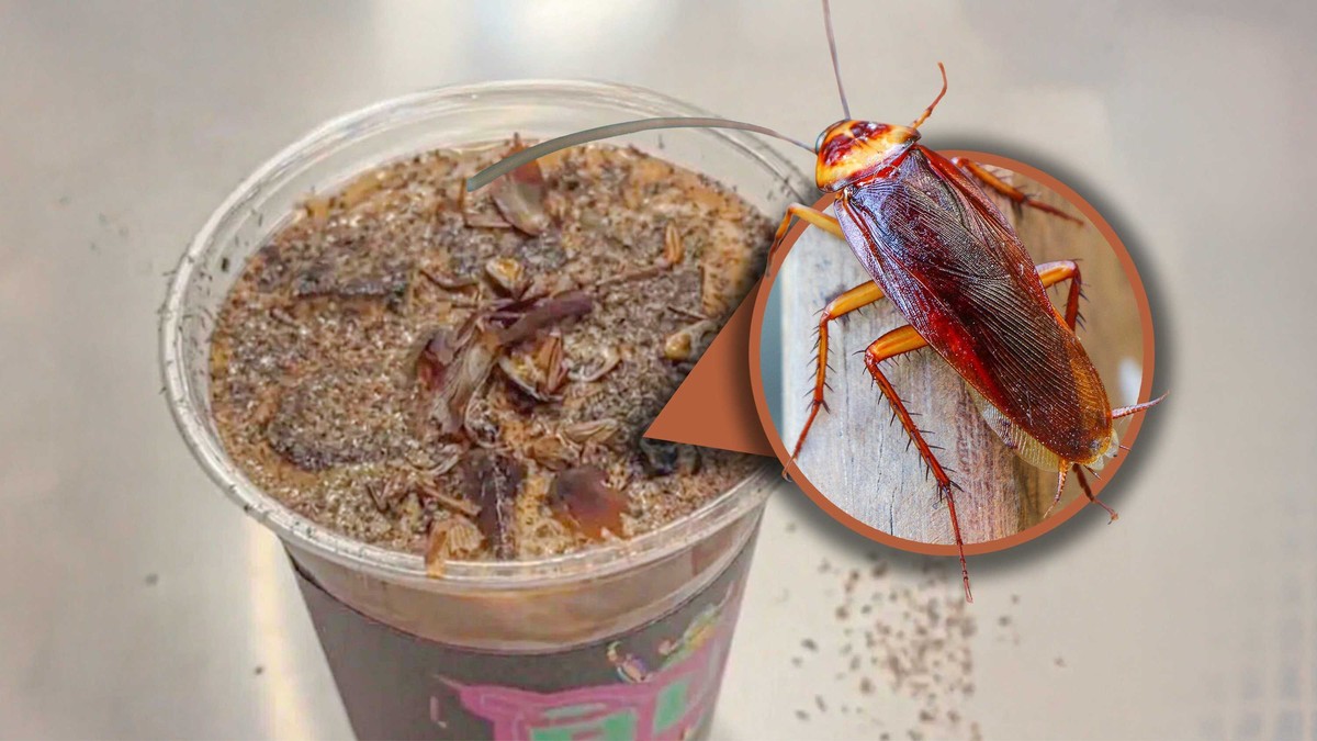 Kofein v použité kávě vás zbaví nežádoucích hmyzu trvale - image 1
