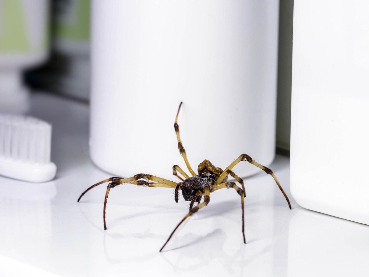 Kůra ze zvláštního ovoce na okně? Přírodní odpuzovač pavouků, který funguje - image 1