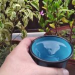 Ocet v Květináči Zastaví Plísně a Houby Bez Chemie