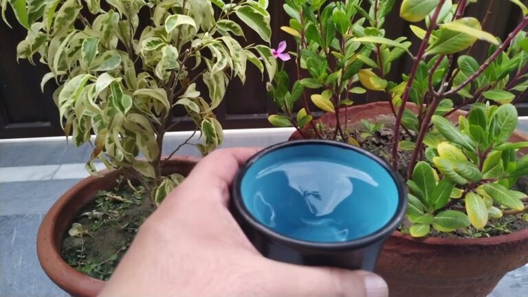 Ocet v Květináči Zastaví Plísně a Houby Bez Chemie