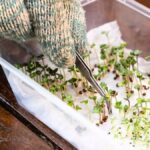 Papírové osušky v květináčích: průmyslový hack na zalévání