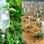 Plastová lahev s dírou: jednoduchý zavlažovací systém pro květiny