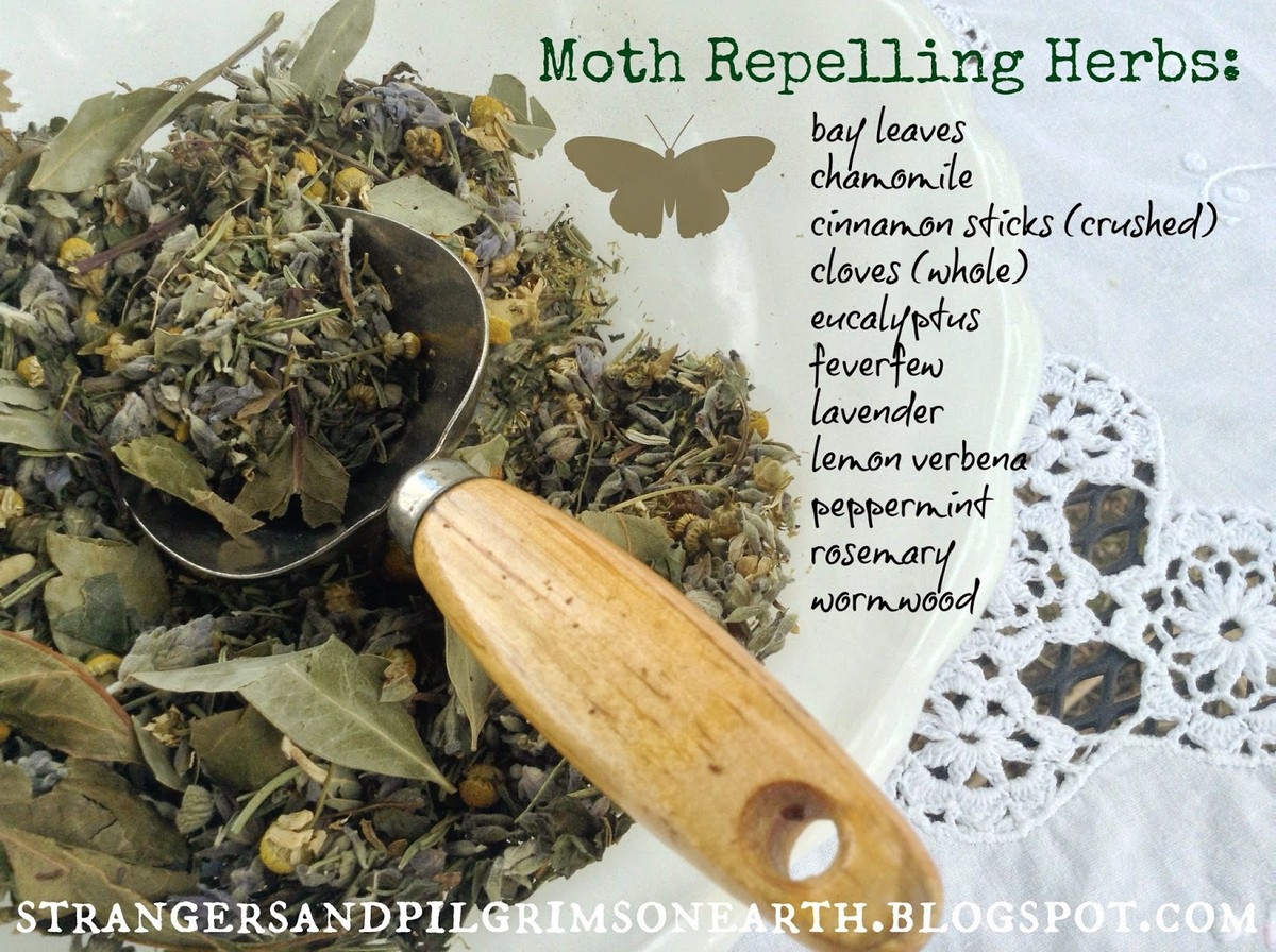 Bobkový list do mouky: starobylý trik proti molům a hmyzu - image 1