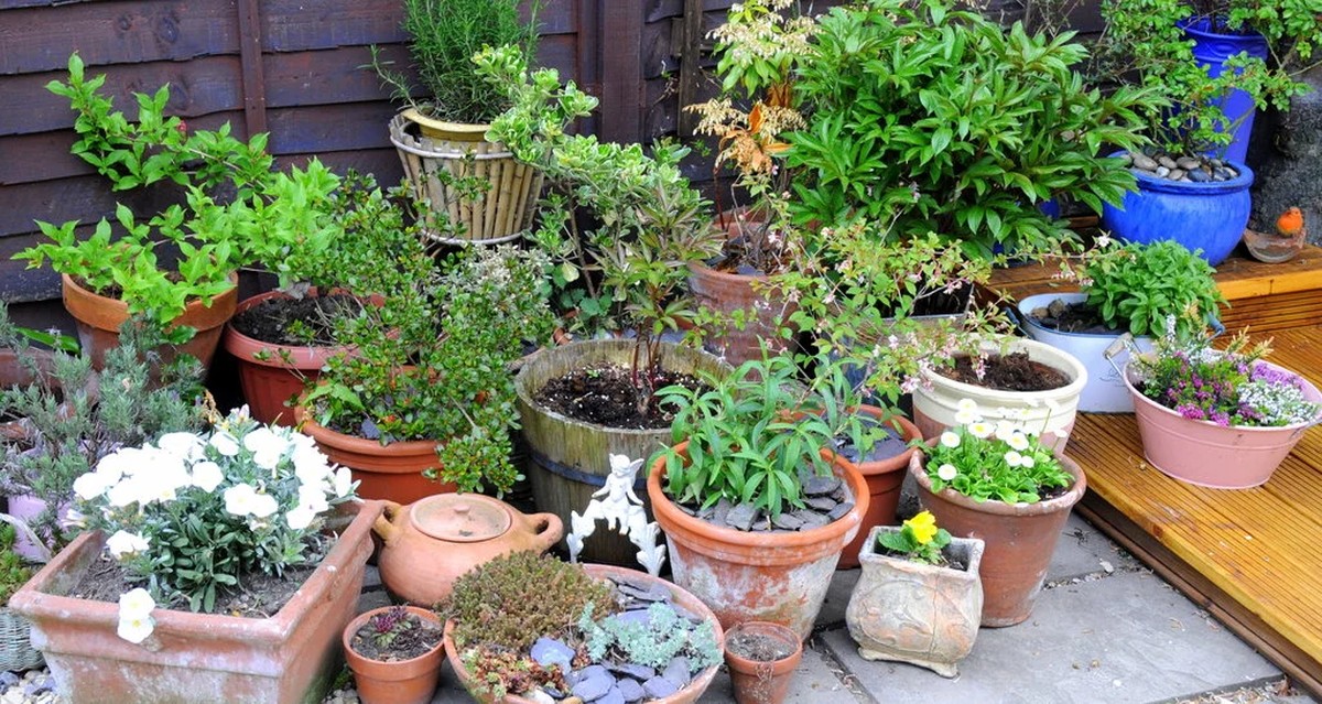Plastové nádoby místo květináčů? Zahradníci prozradí geniální důvod - image 2