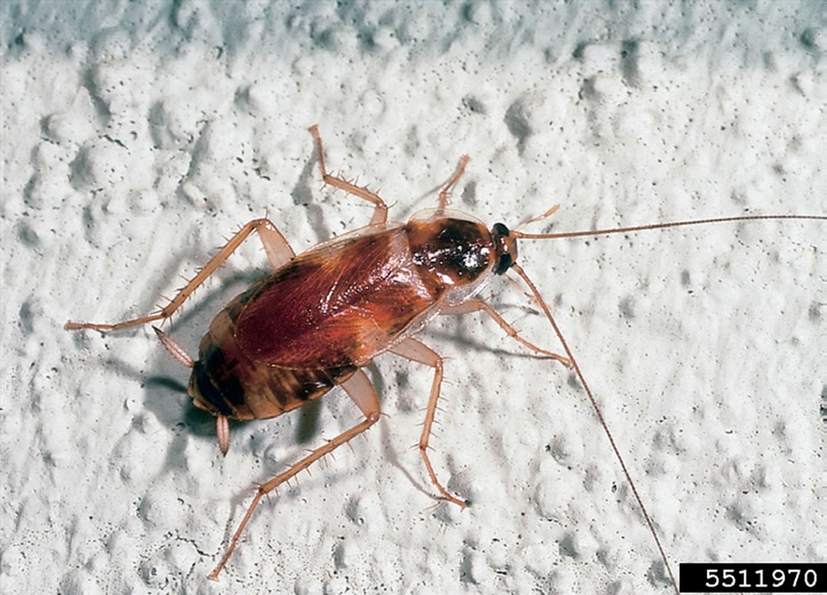 Vložte bobkový list do mouky: staleté řešení proti škůdcům - image 2