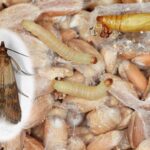 Vložteową louhu do mouky: starobylý trik proti molům